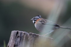 Zonotrichia capensis