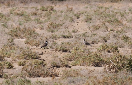 Sociable Lapwing, Makkah, SA, photo 10 of 10