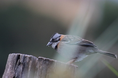 Zonotrichia capensis