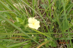Thunbergia atriplicifolia
