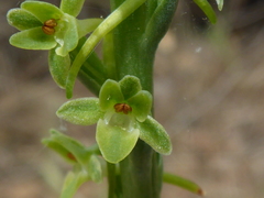 Platanthera michaelii