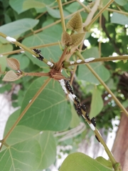 Enchenopa quadricolor