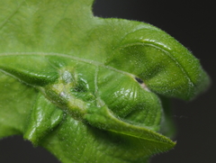 Neuroterus fugiens