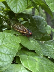 Magicicada septendecim