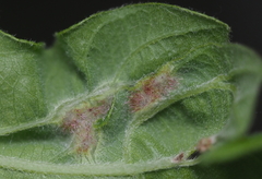 Neuroterus fugiens
