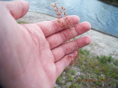 Melinis repens image