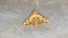 Neoanalthes contortalis