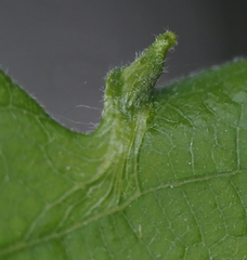Andricus chinquapin