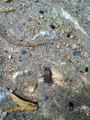 Erichius vittatus vittatus