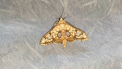 Neoanalthes contortalis