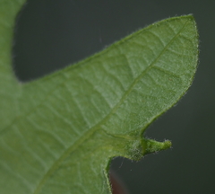 Andricus chinquapin