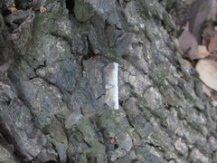 Bastilla arctotaenia