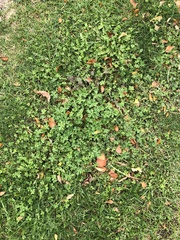 Geranium molle