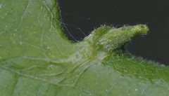 Andricus chinquapin