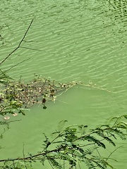 Nelumbo lutea