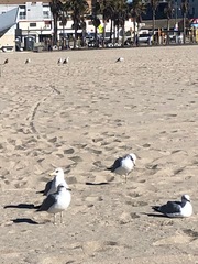 Larus californicus