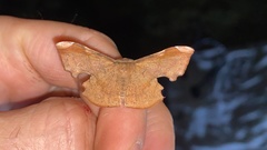 Fascellina chromataria