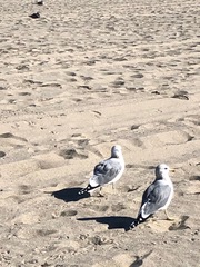 Larus californicus