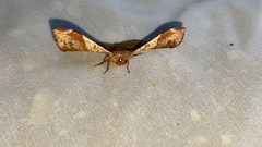 Fascellina chromataria
