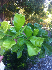 Cupaniopsis wadsworthii