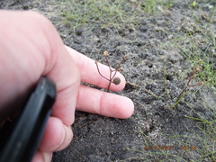 Sagittaria isoetiformis