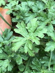 Geranium molle