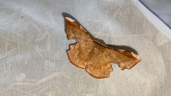 Fascellina chromataria