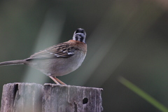 Zonotrichia capensis