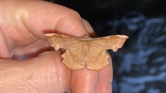 Fascellina chromataria