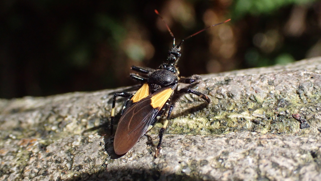 Apiomerus binotatus