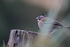 Zonotrichia capensis