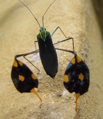 Diactor bilineatus