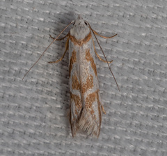 Oxythecta acceptella