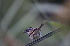 Zonotrichia capensis