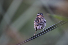 Zonotrichia capensis