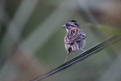 Zonotrichia capensis