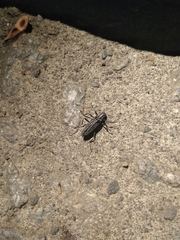 Homocyrtus bonni