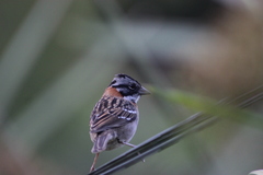Zonotrichia capensis
