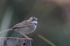 Zonotrichia capensis