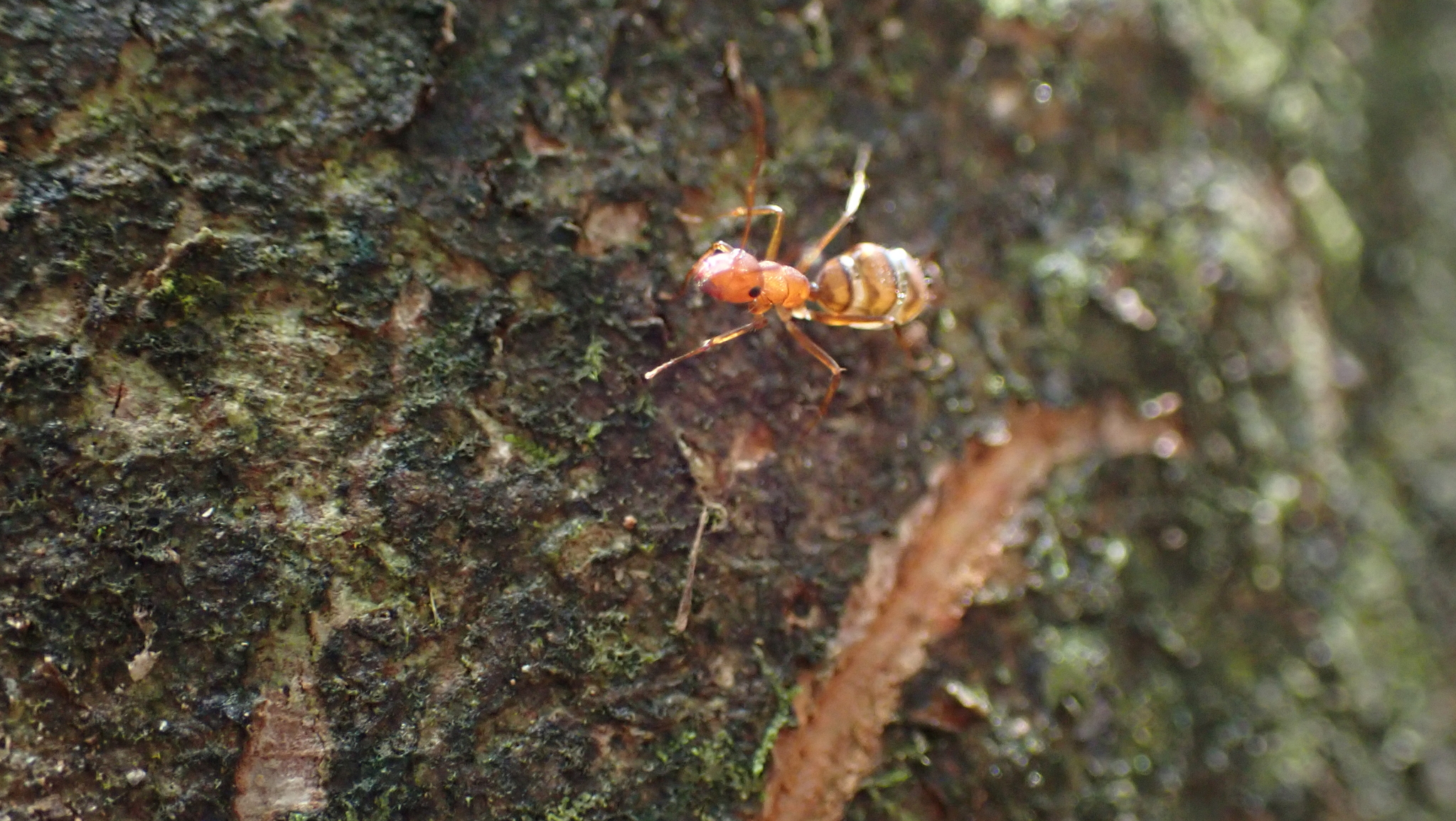 Camponotus juliae
