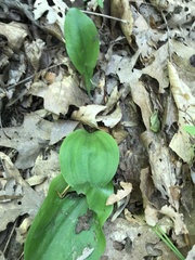 Galearis spectabilis