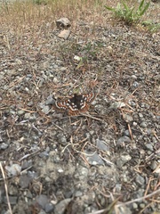 Euphydryas editha taylori