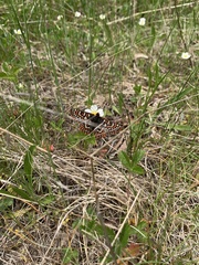 Euphydryas editha taylori