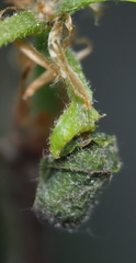 Synolabus bipustulatus