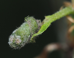 Synolabus bipustulatus