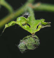 Synolabus bipustulatus