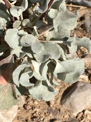 Eriogonum tenellum