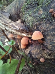Mycena mariae
