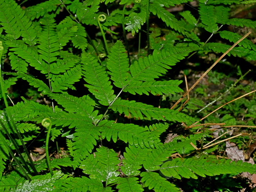 Pteris wulaiensis, photograph 2
