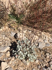 Eriogonum tenellum